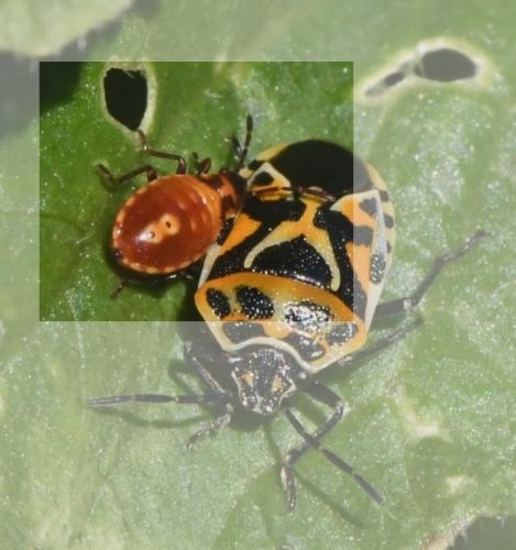 Spilostethus pandurus